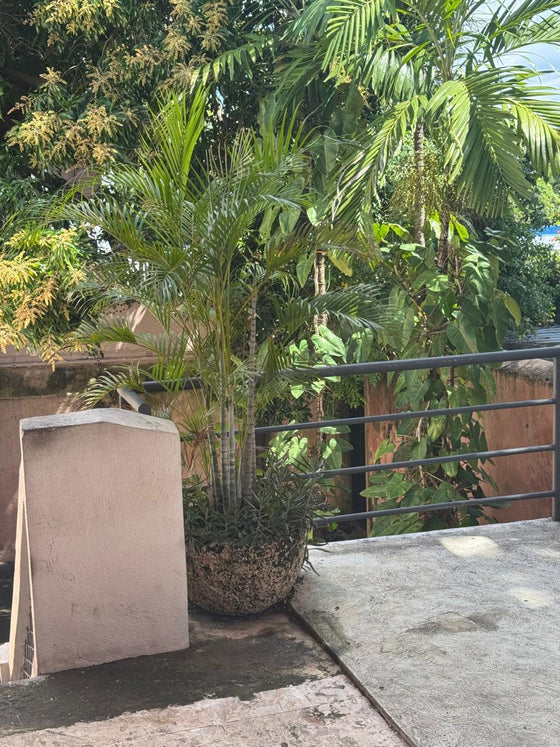 Locales comerciales alquiler Zona Colonial Santo Domingo